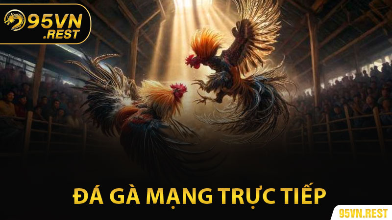 Đá Gà Mạng Trực Tiếp